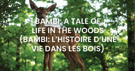 EUFF 31 Movie Country